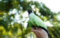 A colored dove of green sits on a manÃ¯Â¿Â½s hand against the background of bright green foliage. Summer time
